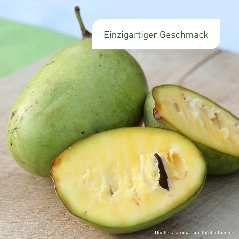 Entdecke mich: Indianerbanane Pawpaw