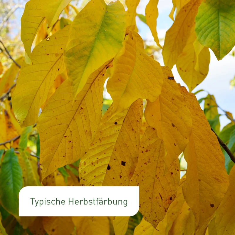 Entdecke mich: Indianerbanane Pawpaw