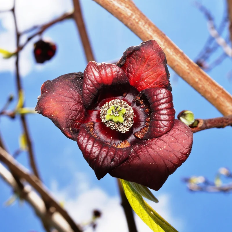 Entdecke mich: Indianerbanane Pawpaw