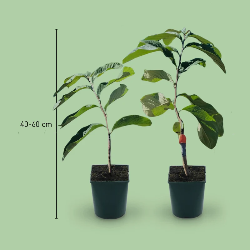 Entdecke mich: Indianerbanane Pawpaw