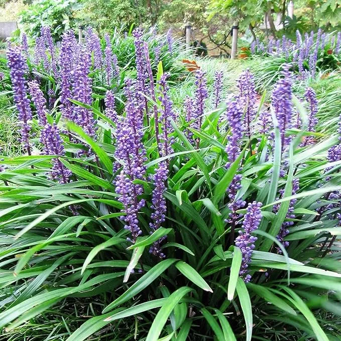 Monkey Grass Seeds – Liriope Perennial, Low Maintenance Ground Cover or Edging Plant for Landscaping