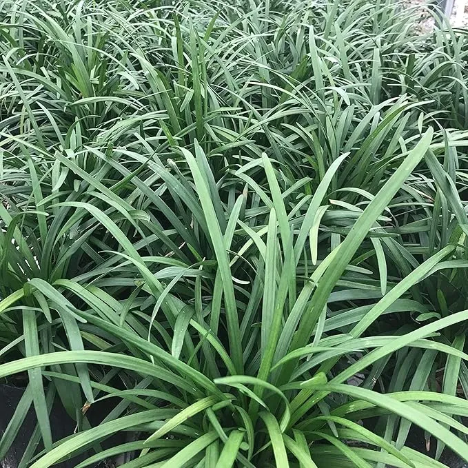 Monkey Grass Seeds – Liriope Perennial, Low Maintenance Ground Cover or Edging Plant for Landscaping