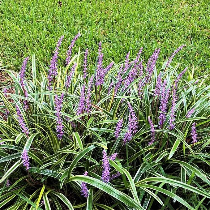 Monkey Grass Seeds – Liriope Perennial, Low Maintenance Ground Cover or Edging Plant for Landscaping