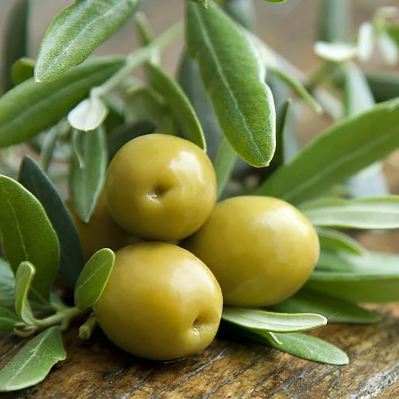 Olive Fruit Tree Seeds for Planting Non GMO, Evergreen Perennial