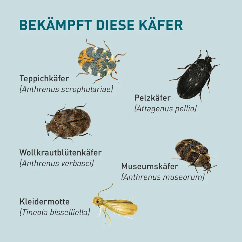Lagerpiraten gegen Teppichkäfer, Pelzkäfer, Kleidermotten & Co.