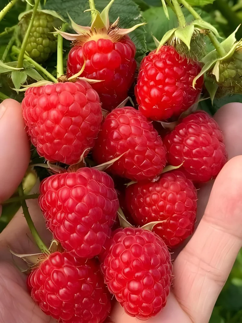Red Raspberry Seeds for Planting | Fruit Seeds for Planting
