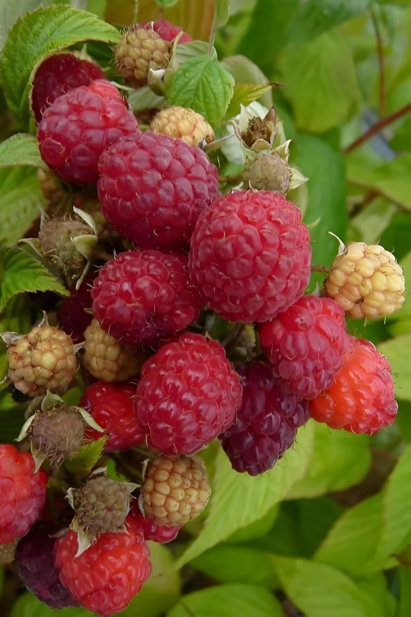 Red Raspberry Seeds for Planting | Fruit Seeds for Planting