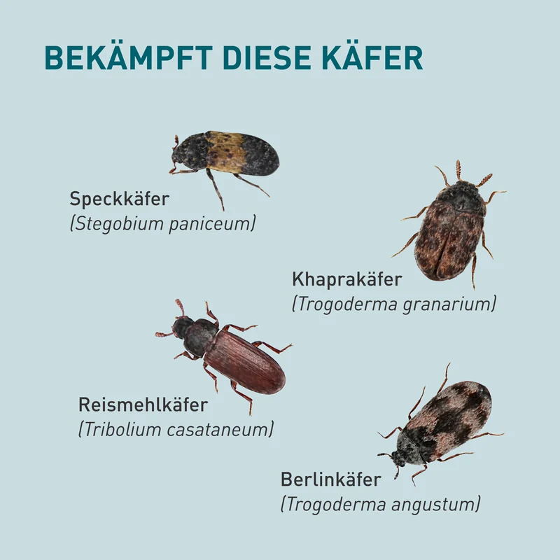 Lagerpiraten gegen Speckkäfer, Reismehlkäfer & Co.