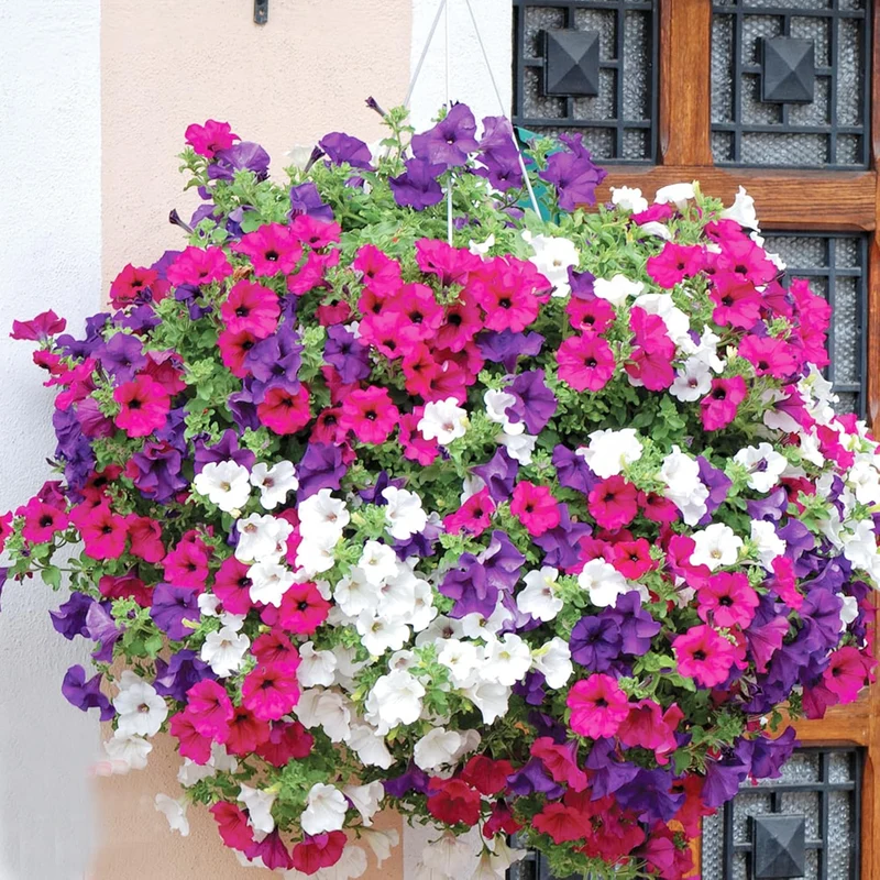 Dwarf Petunia Flower Seeds for Hanging Baskets, Containers & Ground Cover - Attracts Buterflies