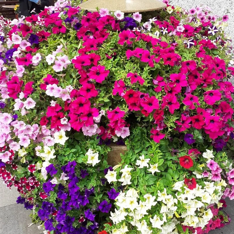 Dwarf Petunia Flower Seeds for Hanging Baskets, Containers & Ground Cover - Attracts Buterflies