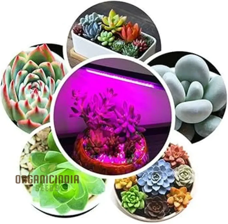 Hanging Petunia Flower Seeds, Planting - 100 pcs