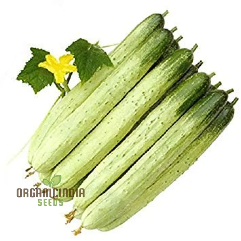 Bell Semi Aroma Riccore Seeds for Planting