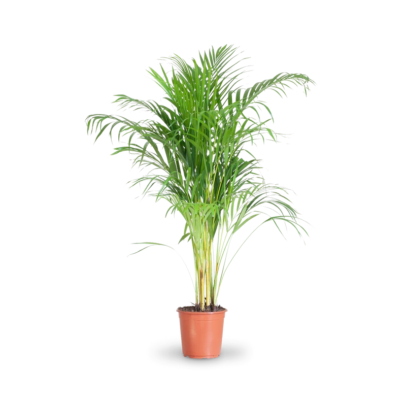 Goldfruchtpalme