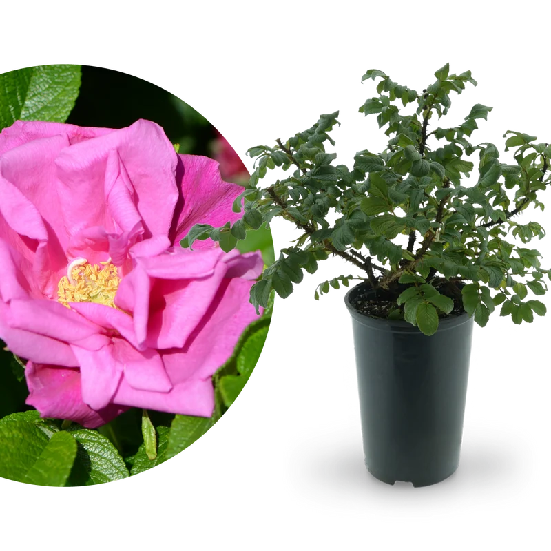 Kleinstrauchrose 'Moje Hammarberg' Violettrosa