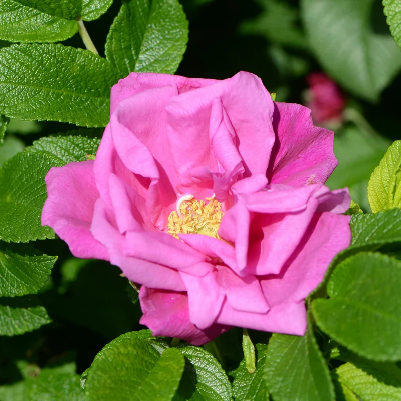 Kleinstrauchrose 'Moje Hammarberg' Violettrosa
