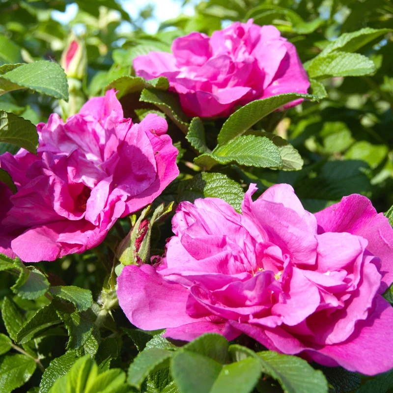 Kleinstrauchrose 'Moje Hammarberg' Violettrosa