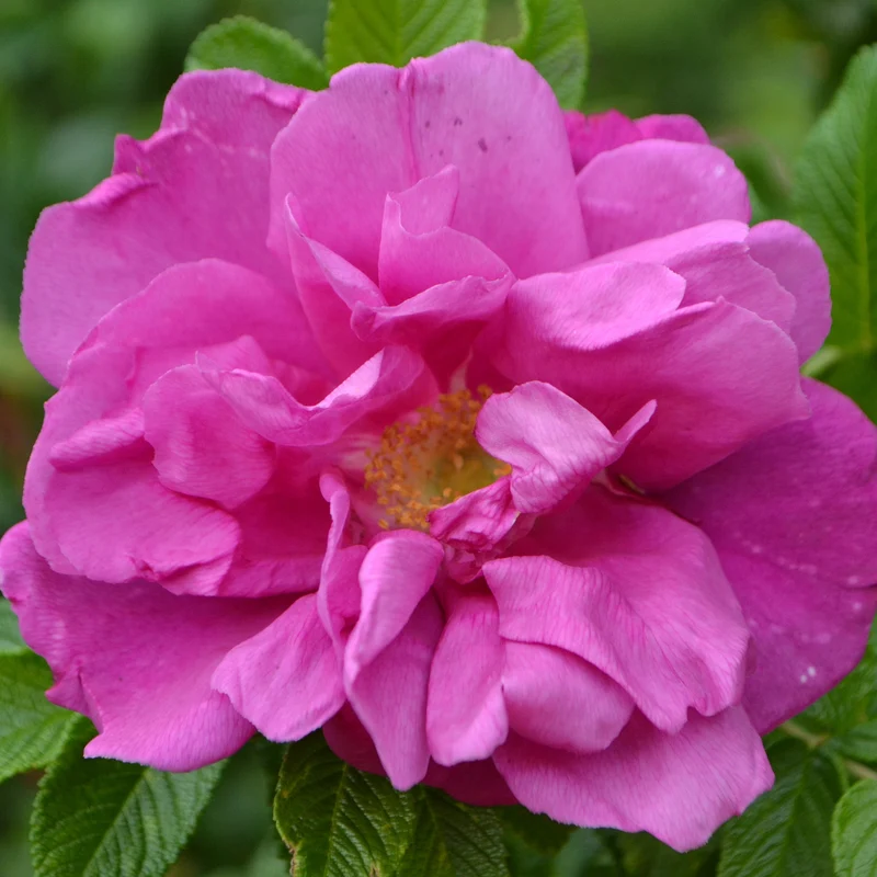 Kleinstrauchrose 'Moje Hammarberg' Violettrosa
