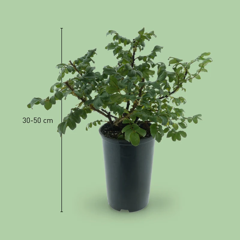 Kleinstrauchrose 'Moje Hammarberg' Violettrosa