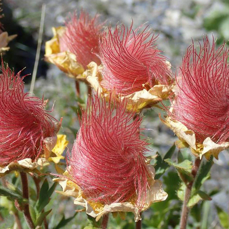 Prairie Smoke Wild Flower Seeds for Planting