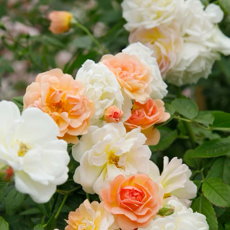 Ramblerrose 'Ghislaine de Feligonde' Zartgelb
