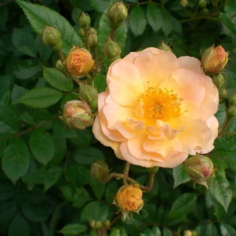 Ramblerrose 'Ghislaine de Feligonde' Zartgelb