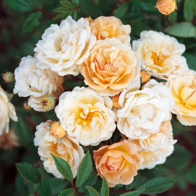 Ramblerrose 'Ghislaine de Feligonde' Zartgelb