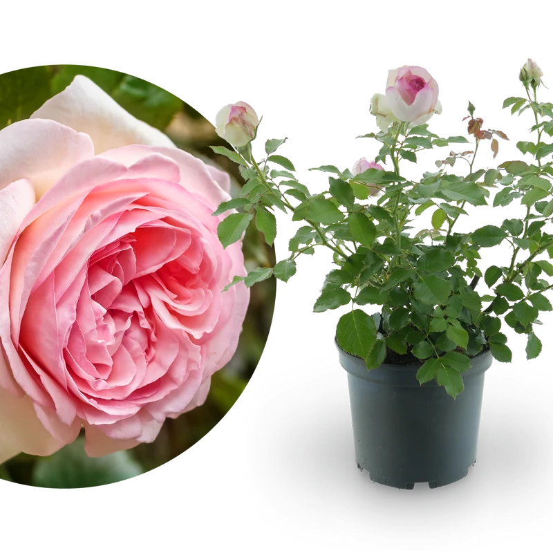 Strauchrose 'Eden Rose 85' Weiß-Rosa
