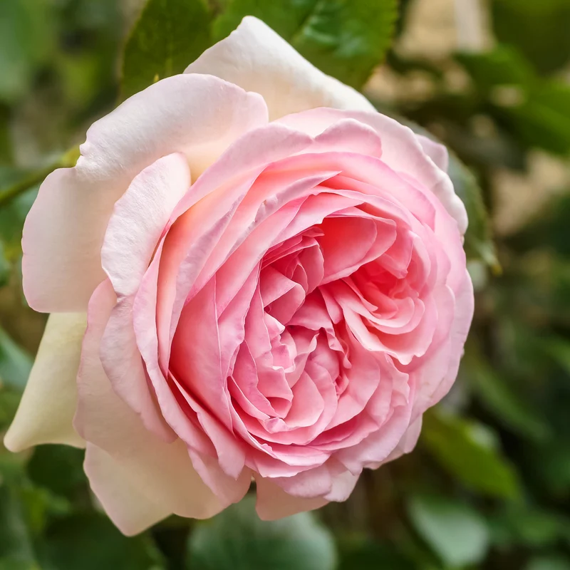 Strauchrose 'Eden Rose 85' Weiß-Rosa