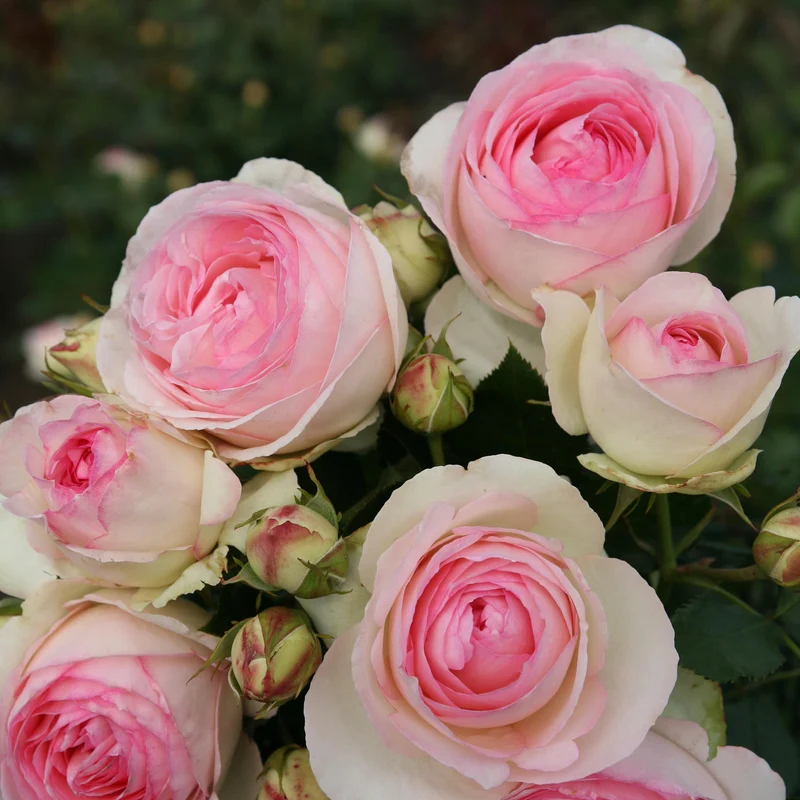 Strauchrose 'Eden Rose 85' Weiß-Rosa