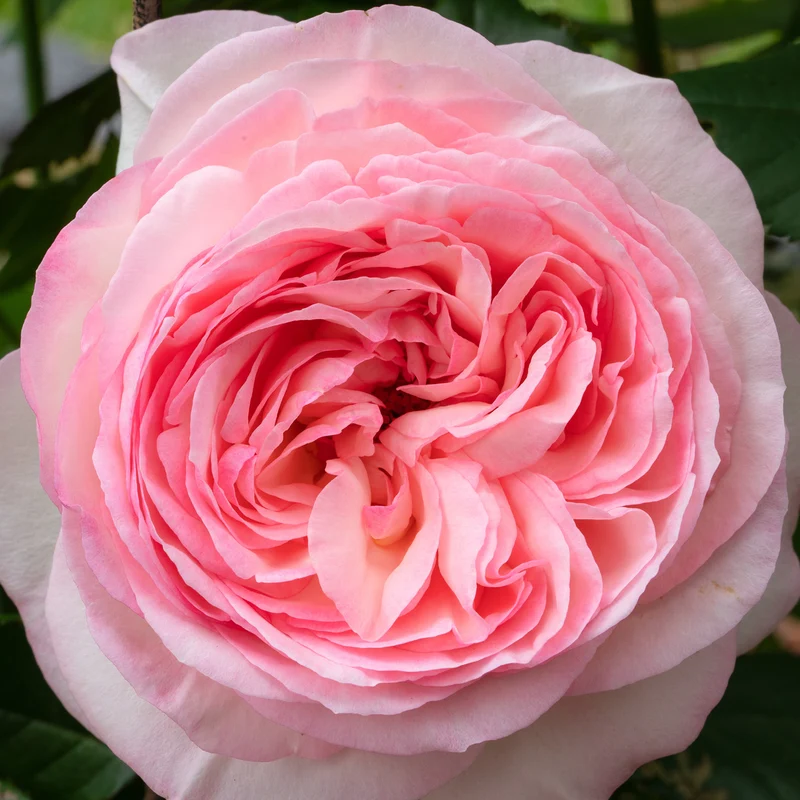 Strauchrose 'Eden Rose 85' Weiß-Rosa
