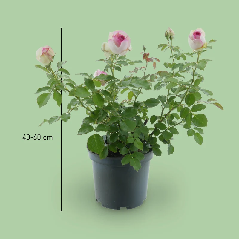 Strauchrose 'Eden Rose 85' Weiß-Rosa