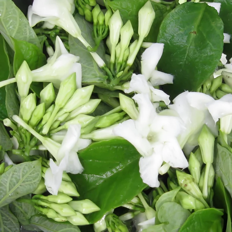 Loroco Flower Seeds for Planting