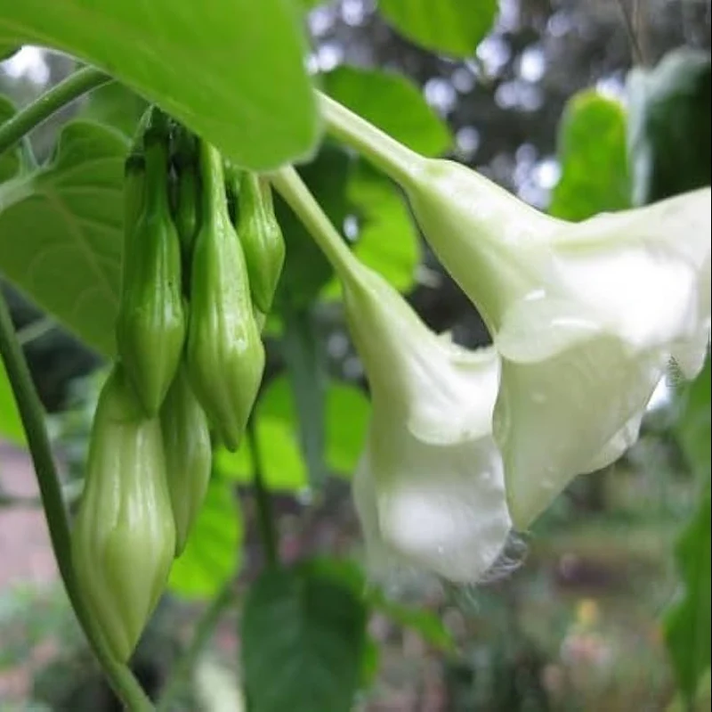 Loroco Flower Seeds for Planting