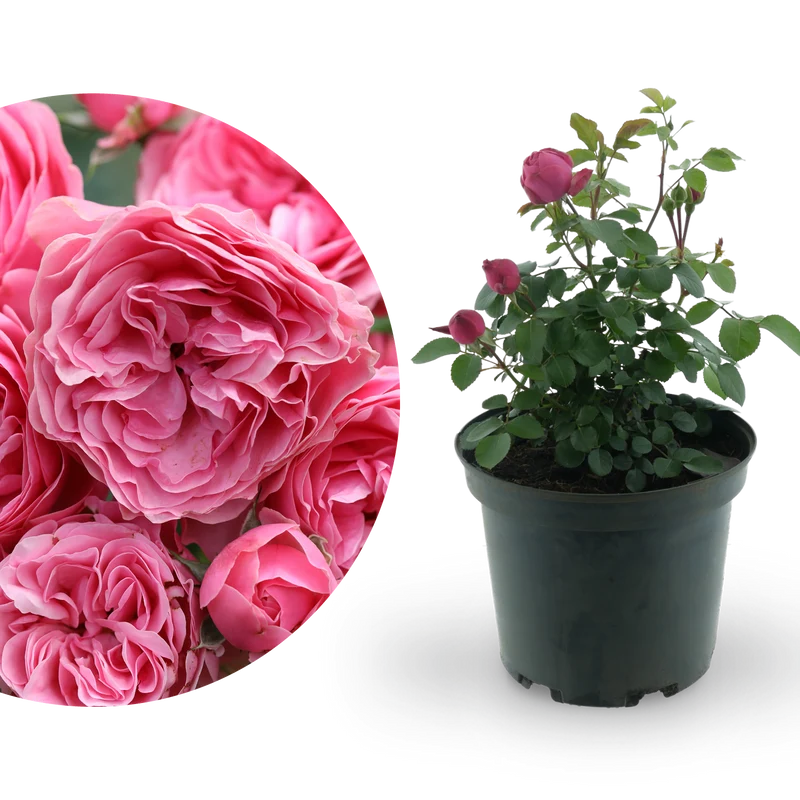 Beetrose 'Leonardo da Vinci'® Dunkelrosa