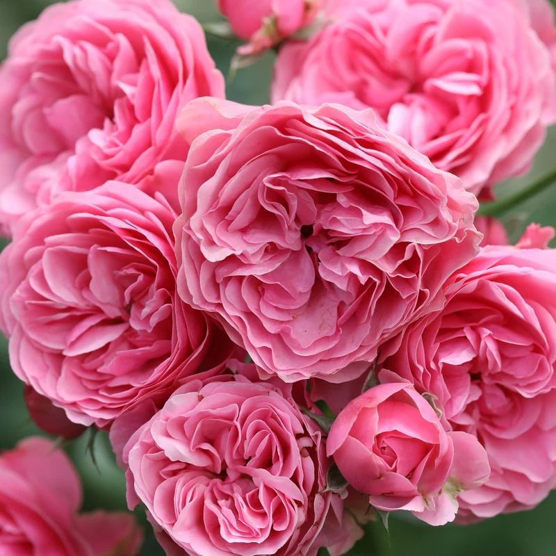 Beetrose 'Leonardo da Vinci'® Dunkelrosa