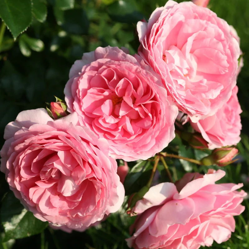Beetrose 'Leonardo da Vinci'® Dunkelrosa