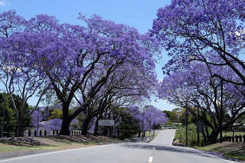 Jacaranda Tree Seeds, Planting