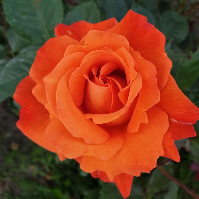 Strauchrose 'Westerland'® Kupferorange