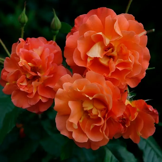 Strauchrose 'Westerland'® Kupferorange