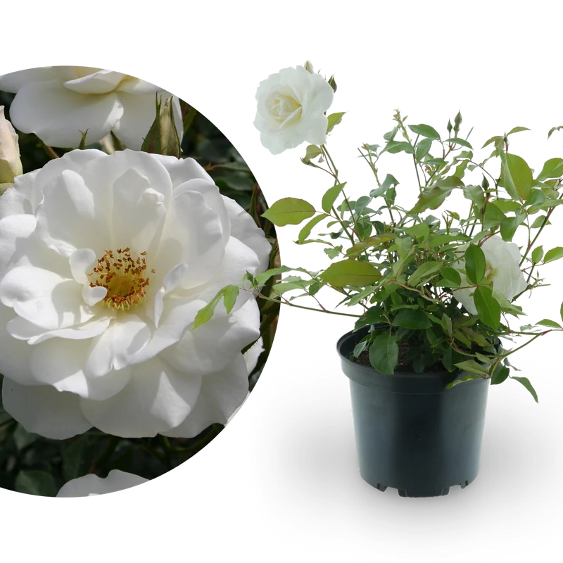 Strauchrose 'Schneewittchen'® Schneeweiß