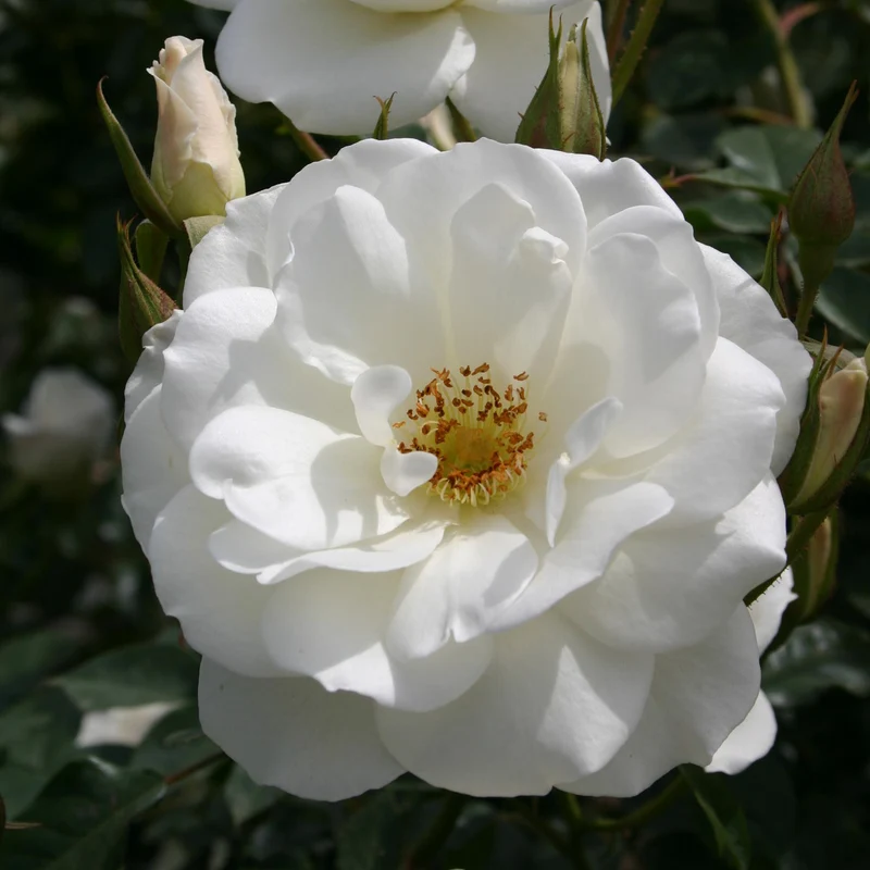 Strauchrose 'Schneewittchen'® Schneeweiß
