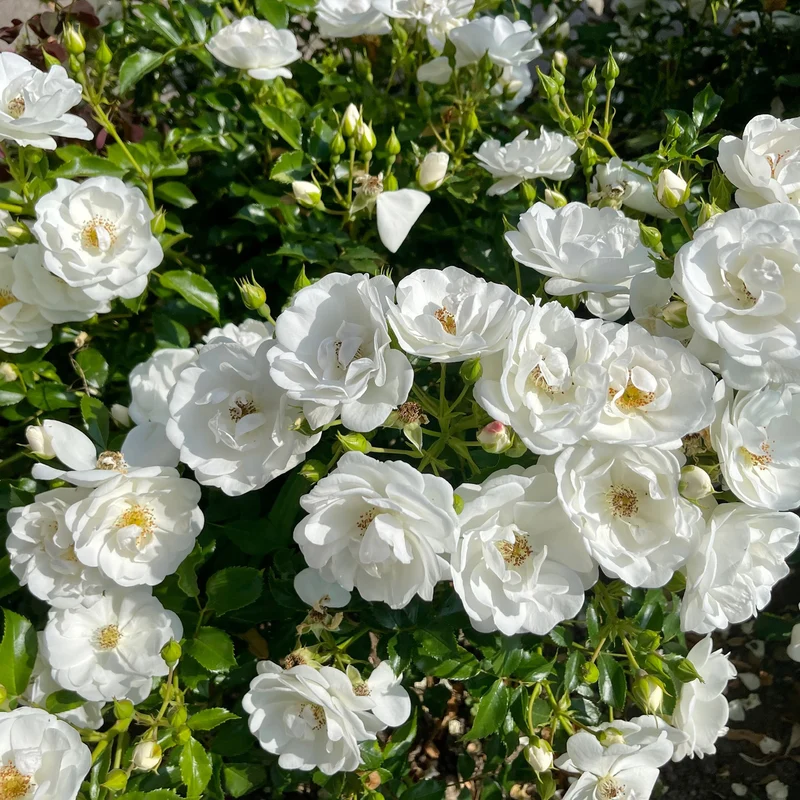 Strauchrose 'Schneewittchen'® Schneeweiß