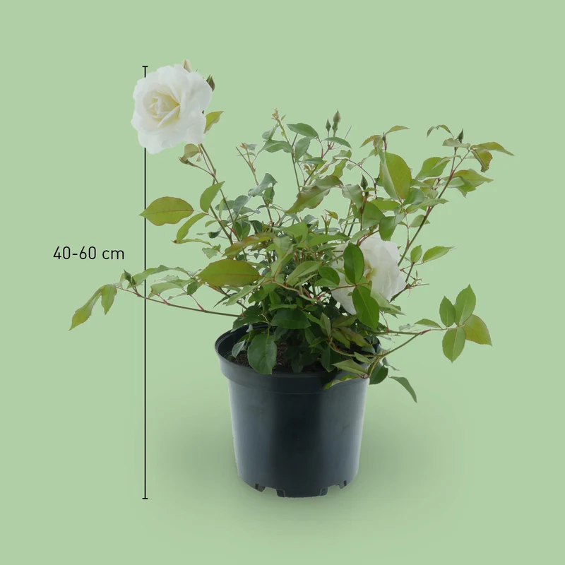 Strauchrose 'Schneewittchen'® Schneeweiß