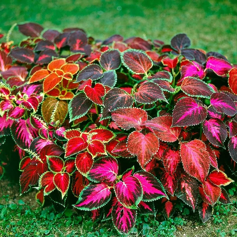 Beautiful Coleus Seeds – Colorful Foliage for Shade Gardens
