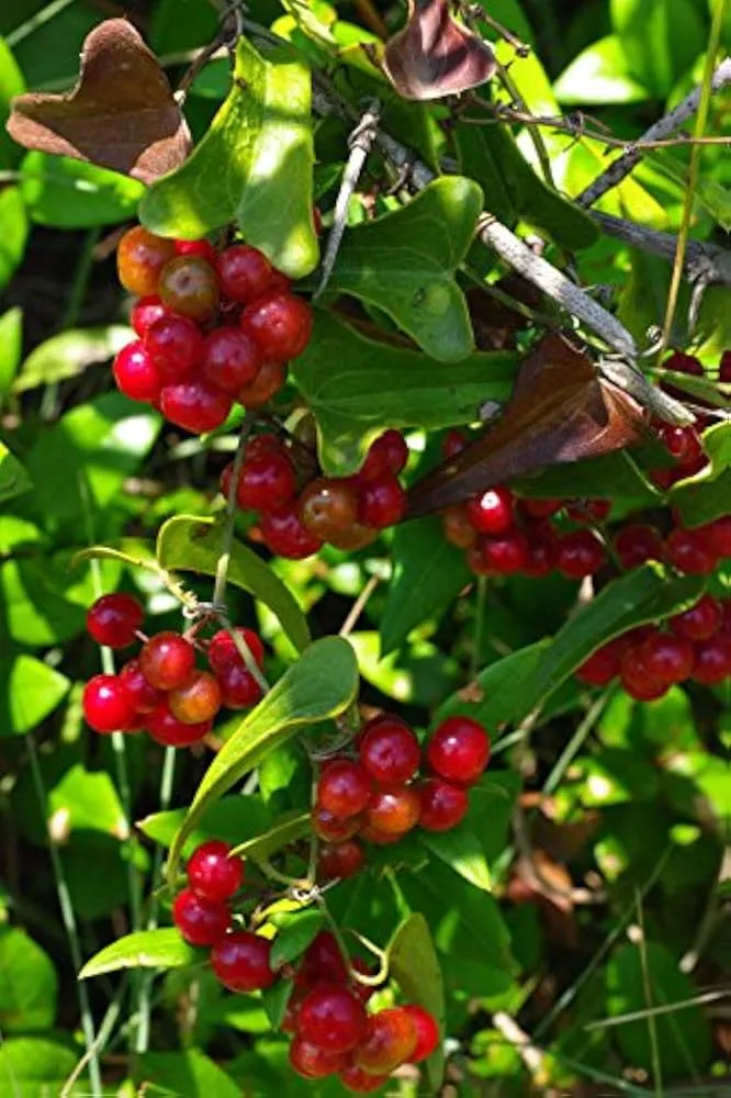 Sarsaparilla Nostrana Seeds for Planting