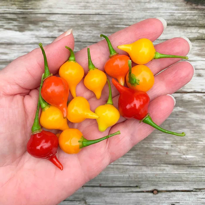 Sweety Drop Pepper Seeds for Planting