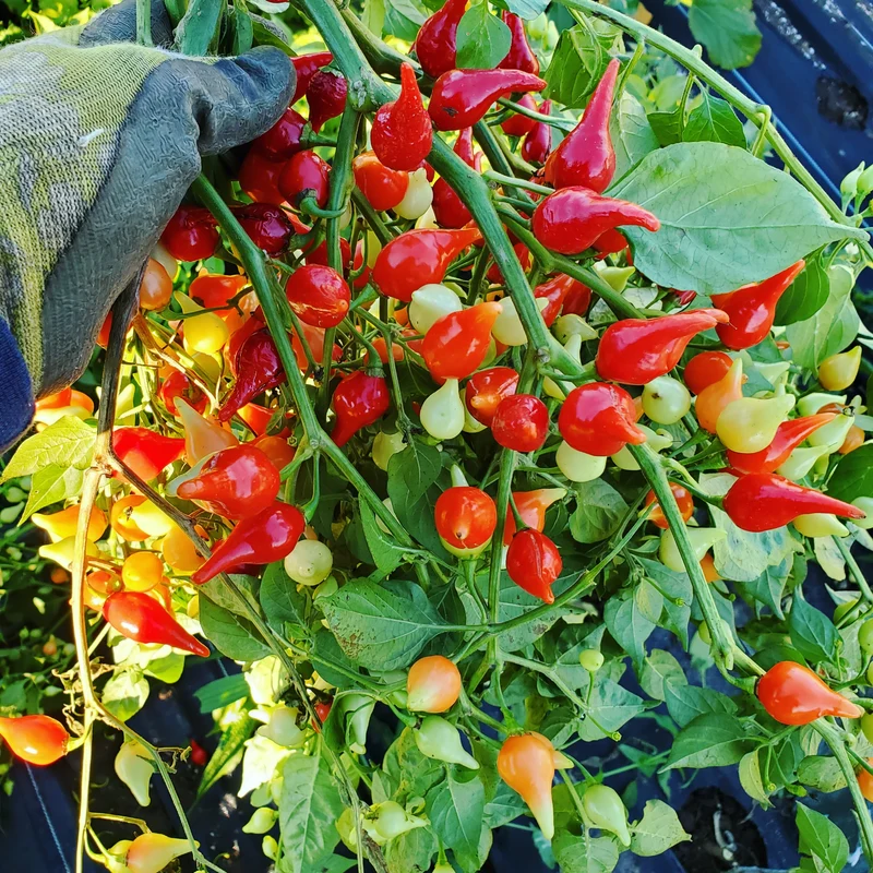 Sweety Drop Pepper Seeds for Planting