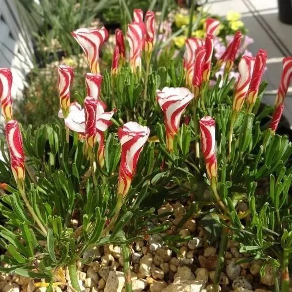 Candy Cane Sorrel Seeds – Oxalis Versicolor Striped Flower