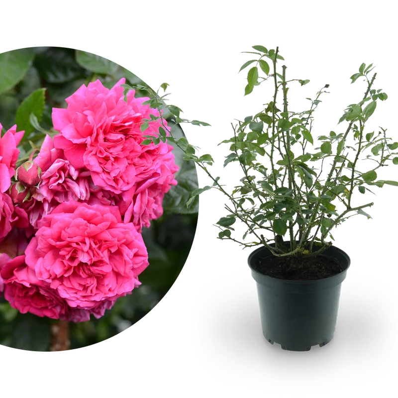 Kletterrose 'Laguna'® Pink