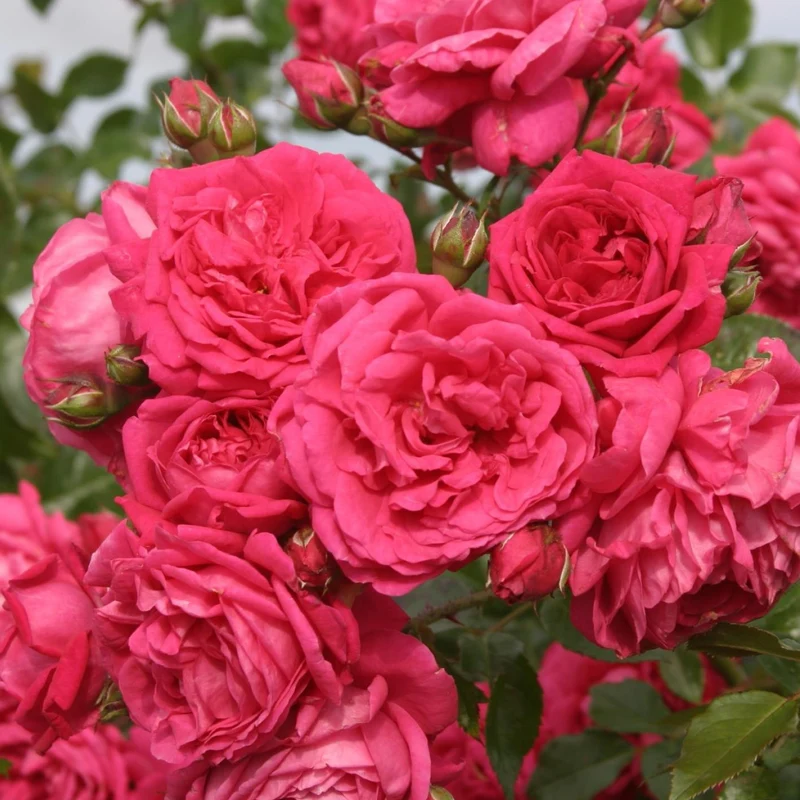 Kletterrose 'Laguna'® Pink
